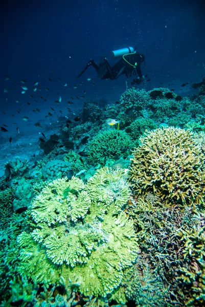 Diver blue water scuba diving bunaken indonesia sea reef ocean — Stock Photo, Image
