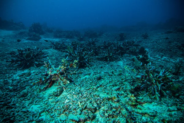 Diver blue water scuba diving bunaken indonesia sea reef ocean — Stock Photo, Image