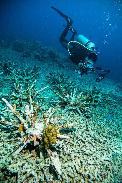 Δύτης μπλε νερό καταδύσεις bunaken Ινδονησία θάλασσα ύφαλο ωκεανό — Φωτογραφία Αρχείου