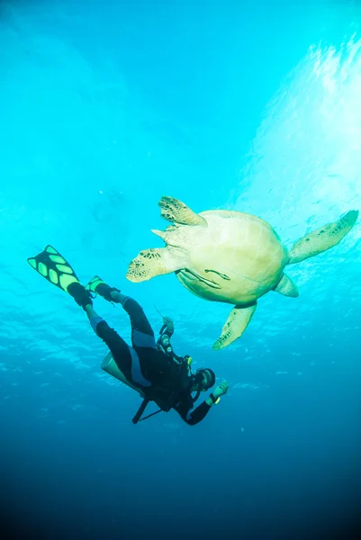 Meeresschildkröte Taucher tauchen zusammen bunaken sulawesi indonesien — Stockfoto