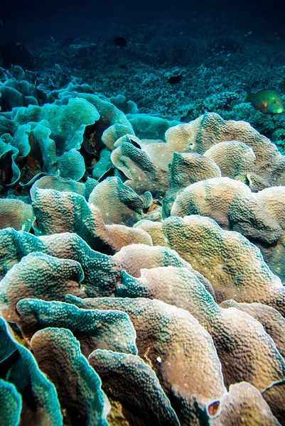 Subacqueo blu acqua immersioni bunaken indonesia mare barriera corallina oceano — Foto Stock