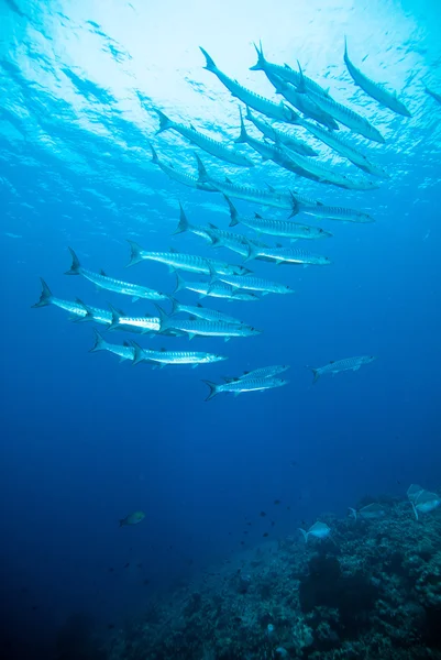 Makrele barracuda kingfish diver blue scuba diving bunaken indonesien ocean — Stockfoto