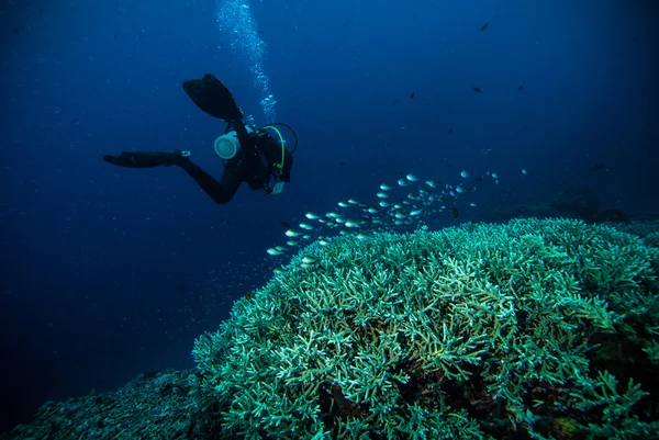 Diver blue water scuba diving bunaken indonesia sea reef ocean — Stock Photo, Image