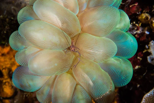 Scuba diving lembeh indonesia colorful shrimp — Stock Photo, Image