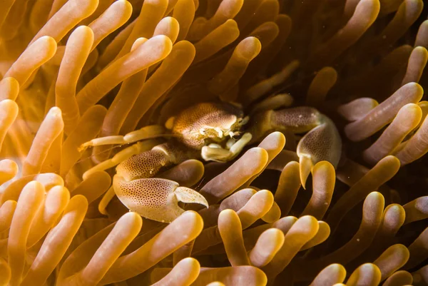 Scuba diving bunaken indonesia spotted porcelain crab underwater — Stock Photo, Image