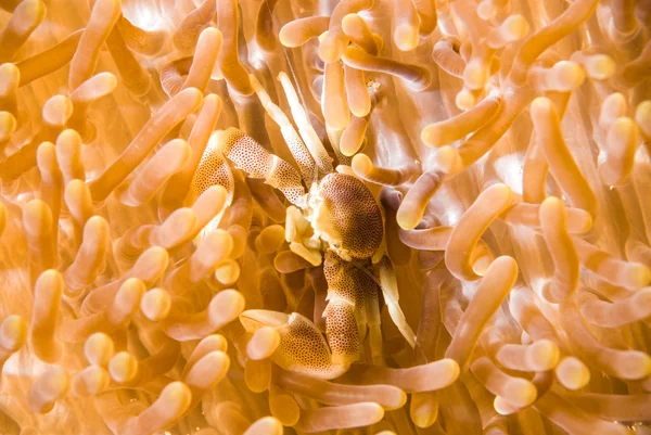 Підводне плавання букаке Індонезія плямистий порцеляновий краб під водою — стокове фото