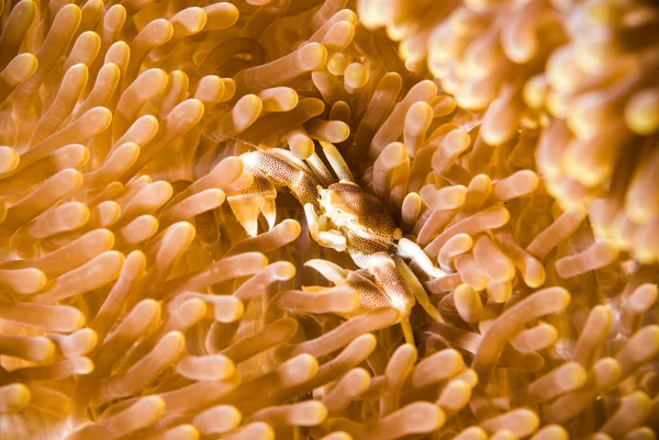 Buceo bunaken indonesia manchado cangrejo de porcelana bajo el agua — Foto de Stock