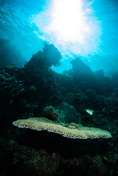 Scafandru albastru scuba diving bunaken indonesia mare recif ocean — Fotografie, imagine de stoc