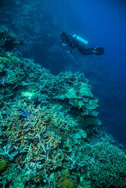 Diver blue water scuba diving bunaken indonesia sea reef ocean — Stock Photo, Image