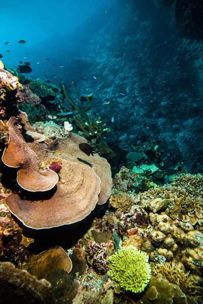 Subacqueo blu acqua immersioni bunaken indonesia mare barriera corallina oceano — Foto Stock