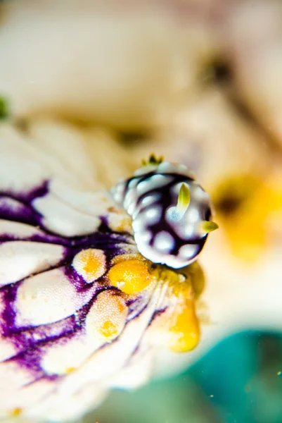 Potápěč modrá nudibranch potápění bunaken Indonésie moře útes oceán — Stock fotografie