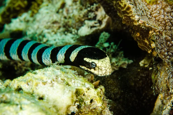 Sea snake diver scuba diving bunaken indonesia ocean laticauda colubrina — Stock Photo, Image