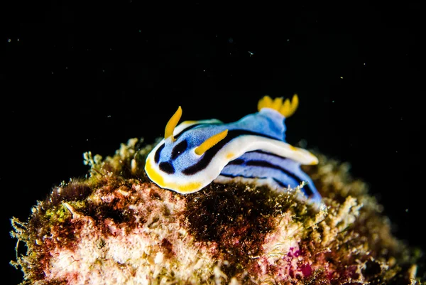 Immersioni subacquee lembeh indonesia chromodoris elizabethina nudibranch — Foto Stock