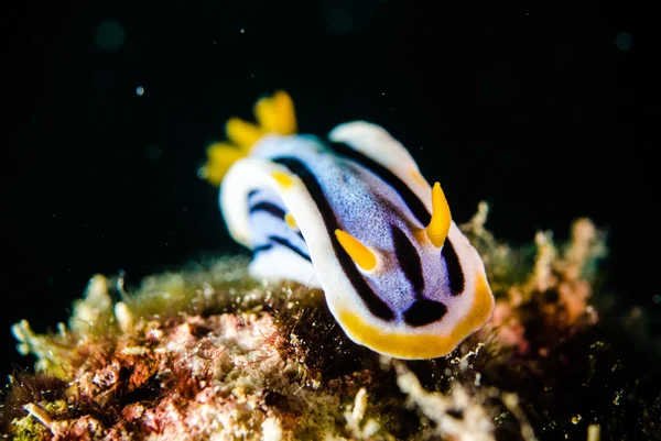 Immersioni subacquee lembeh indonesia chromodoris elizabethina nudibranch — Foto Stock
