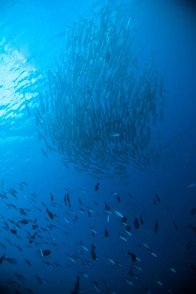 サバ カマス ヒラマサ ダイバー ブルー ダイビング ブナケン インドネシア海 — ストック写真