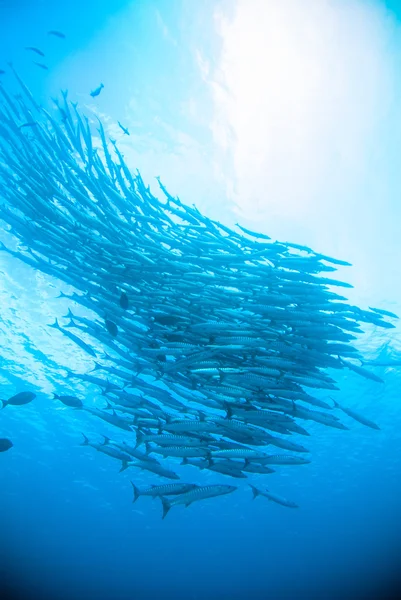 Cavala barracuda rei peixe mergulhador azul mergulho bunaken indonésia oceano — Fotografia de Stock