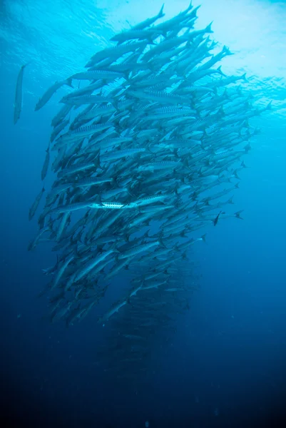 Cavala barracuda rei peixe mergulhador azul mergulho bunaken indonésia oceano — Fotografia de Stock