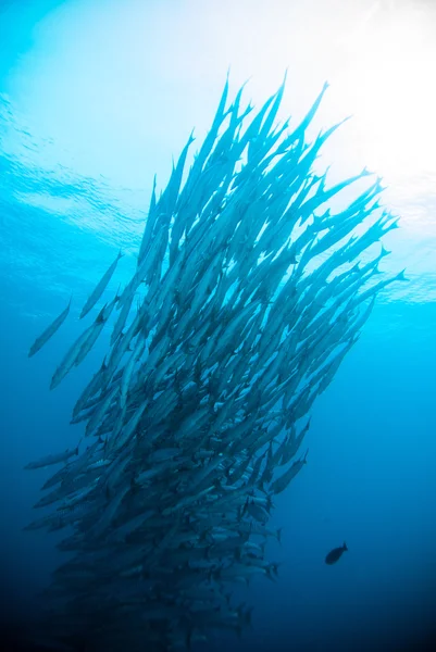 Caballa barracuda martín buzo azul buceo bunaken indonesia océano —  Fotos de Stock