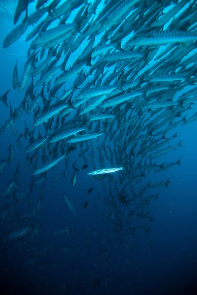 马鲛鱼梭鱼无鳔石首鱼潜水员蓝色水肺潜水布纳肯印度尼西亚海洋 — 图库照片