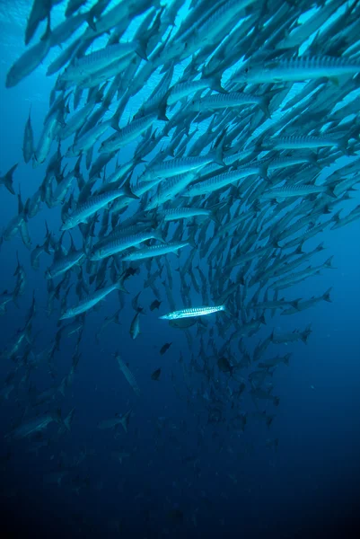 Caballa barracuda martín buzo azul buceo bunaken indonesia océano —  Fotos de Stock