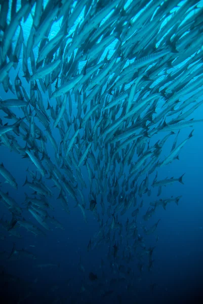 Makrela barracuda kingfish potápěči potápění blue bunaken Indonésie oceán — Stock fotografie
