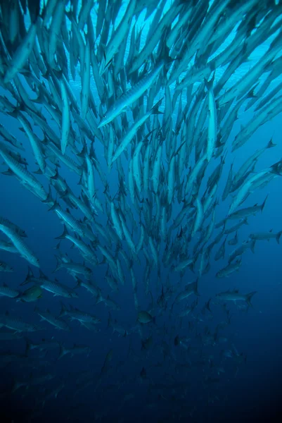 Caballa barracuda martín buzo azul buceo bunaken indonesia océano — Foto de Stock