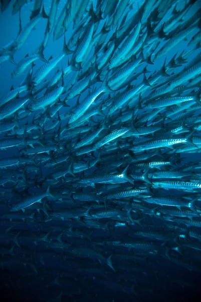 サバ カマス ヒラマサ ダイバー ブルー ダイビング ブナケン インドネシア海 — ストック写真