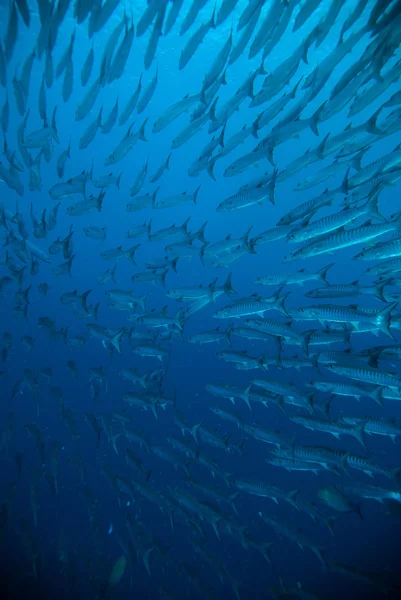 Caballa barracuda martín buzo azul buceo bunaken indonesia océano —  Fotos de Stock