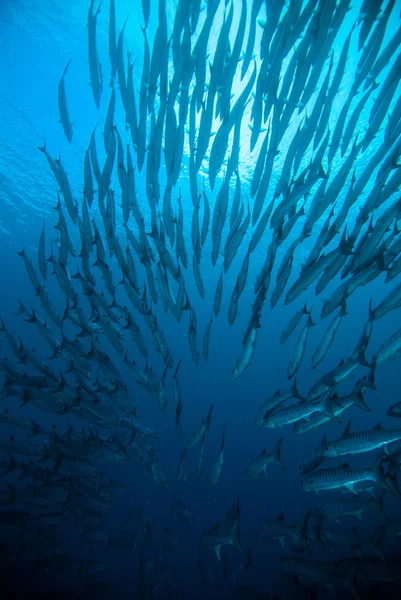 Cavala barracuda rei peixe mergulhador azul mergulho bunaken indonésia oceano — Fotografia de Stock