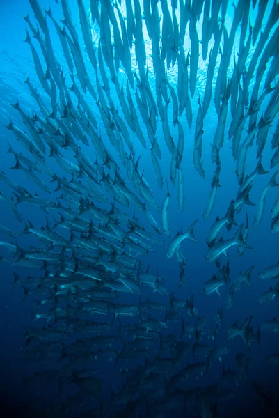 Makrela barracuda kingfish potápěči potápění blue bunaken Indonésie oceán — Stock fotografie