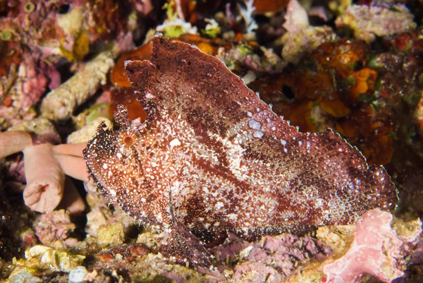 Potápěč modré vody potápění bunaken Indonésie moře útes oceán — Stock fotografie