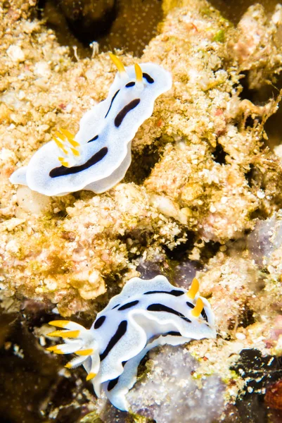 Nudibranch bunaken sulawesi indonesia chromodoris sp. underwater photo — Stock Photo, Image