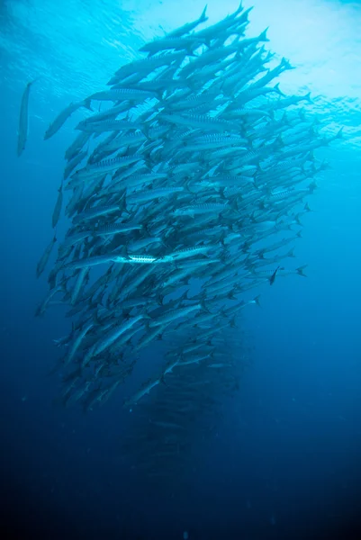 Buzo tomar un video fotográfico sobre coral bali indonesia buceo —  Fotos de Stock