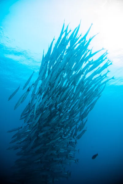 Buzo tomar un video fotográfico sobre coral bali indonesia buceo — Foto de Stock