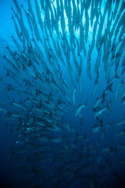 Taucher machen ein Foto-Video über Korallen bali Indonesien Tauchen — Stockfoto