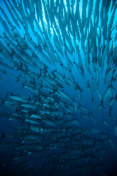 Buzo tomar un video fotográfico sobre coral bali indonesia buceo —  Fotos de Stock