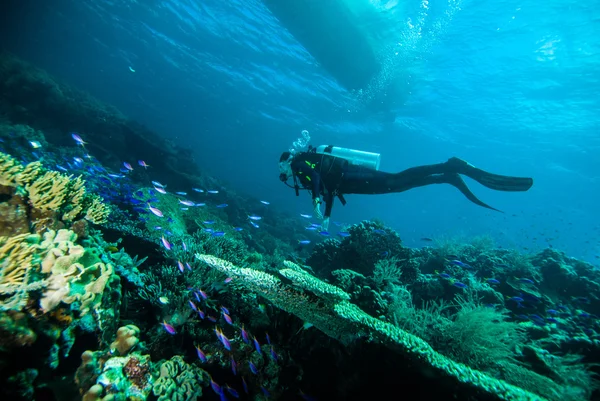 Scuba diving diver woman sea underwater coral indonesia bali girl Stock Photo