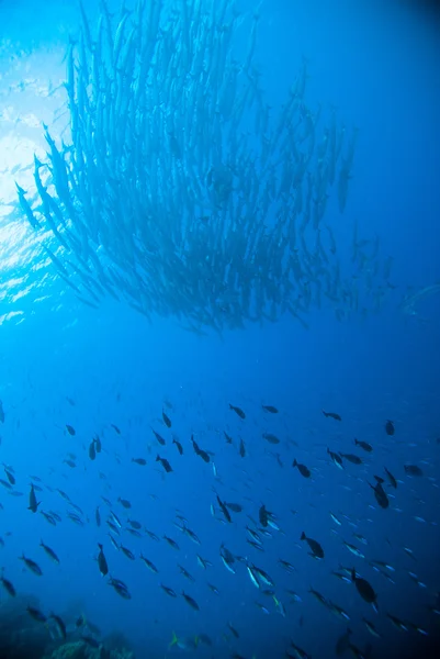 Taucher machen ein Foto-Video über Korallen bali Indonesien Tauchen Stockbild