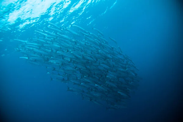 Subacqueo scattare un video fotografico su corallo bali indonesia immersioni subacquee Immagine Stock