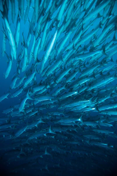 Taucher machen ein Foto-Video über Korallen bali Indonesien Tauchen lizenzfreie Stockbilder