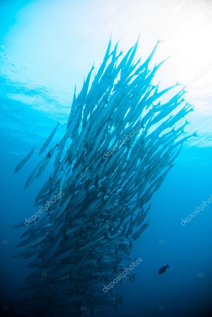 diver take a photo video upon coral bali indonesia scuba diving