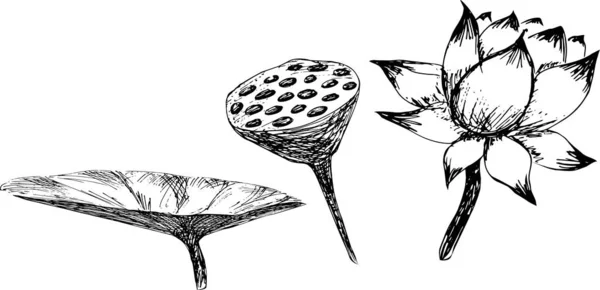Set Aus Lotusblume Und Blatt Handzeichnung Vektorillustration Isoliert Auf Weißem — Stockvektor