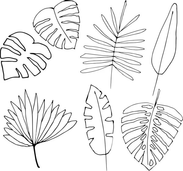 一组热带树叶 手绘矢量图解 — 图库矢量图片