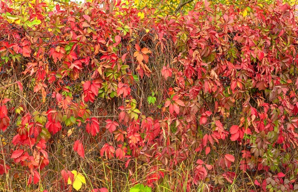 Filialer Dekorativa Druvor Staketet Röda Blad Och Små Blå Bär — Stockfoto