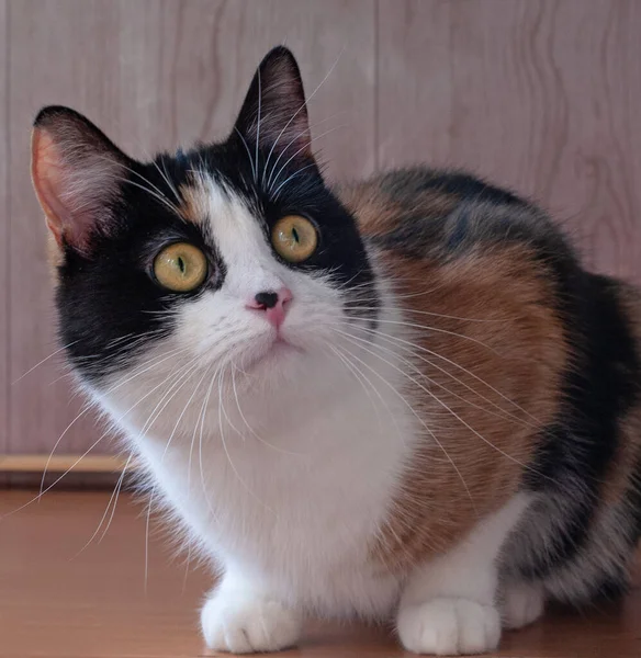 Pet Tricolor Katt Med Svart Fläck Nosen Uppmärksam Blick Gula — Stockfoto