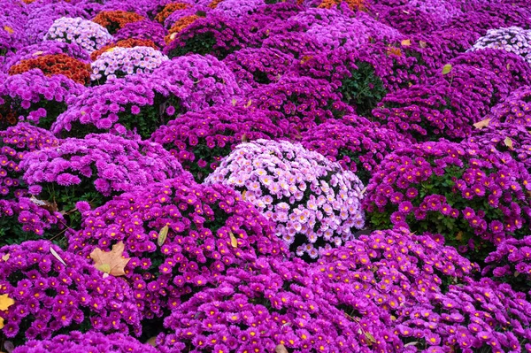 Giorno Autunno Cespugli Crissonemi Colorati Nel Parco Foglie Acero Gialle — Foto Stock