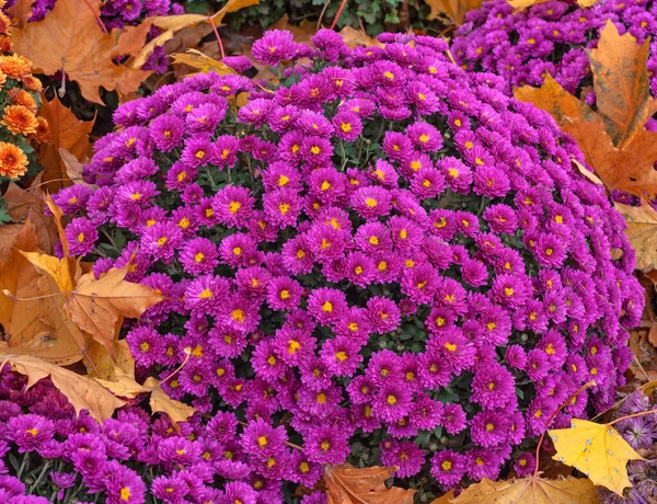 Autumn Day Bushes Colorful Chrysonhemums Park Yellow Maple Leaves Fell — Stock Photo, Image