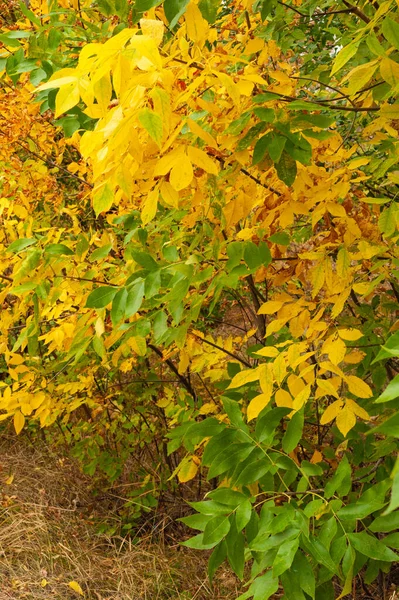 Dia Outono Nublado Floresta Folhas Amarelas Verdes Árvores Grama Seca — Fotografia de Stock