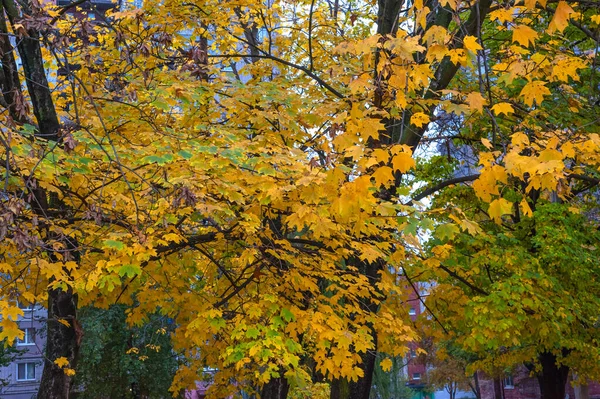 Jour Automne Nuageux Dans Ville Premier Plan Est Érable Avec — Photo