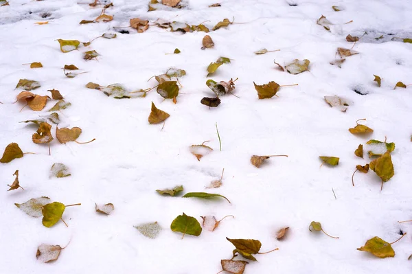 Встреча Зимы Осени Первый Снег Опавшие Листья Тополя — стоковое фото